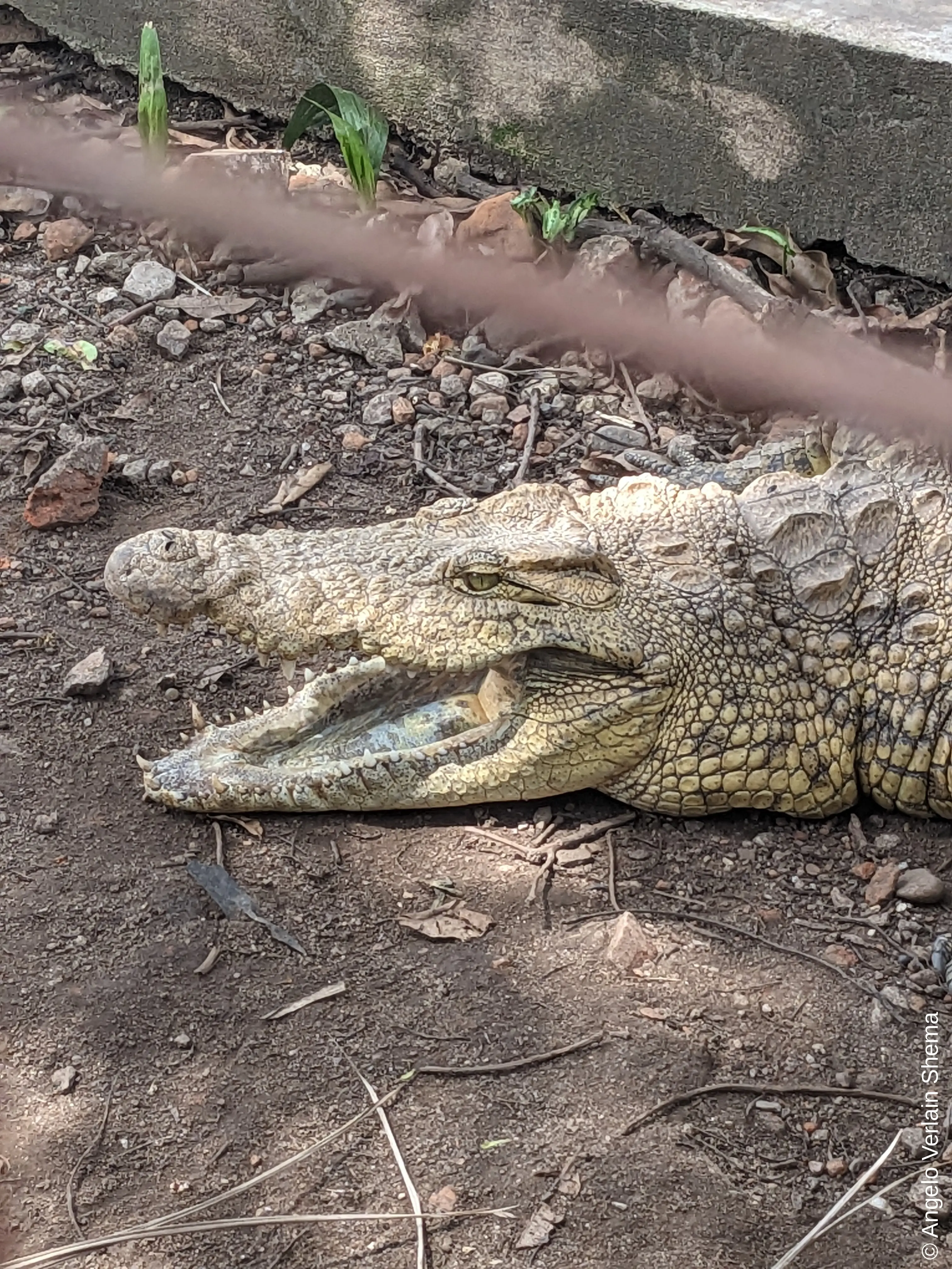 There was a lot of crocodiles